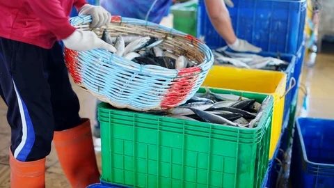 Fisherman Processing Fresh Sardines into Box container Video stock 108029963