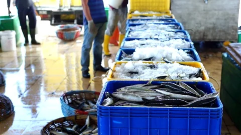 Fisherman Processing Fresh Sardines into Box container Stock Footage 108031392
