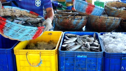 Fisherman Processing Fresh Sardines into Box container Video stock 108032558