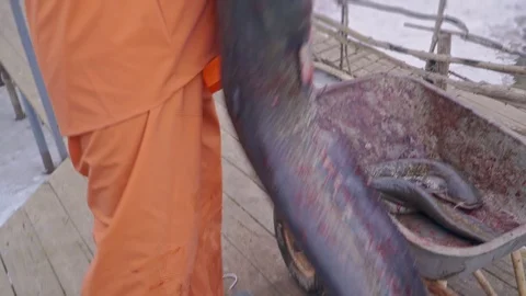 Fisherman pull a huge catfish from a boat to the pier Stock Footage 102439041