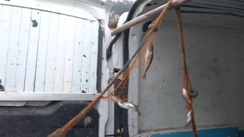 The fisherman is pulling fish out Stock Footage 234618563