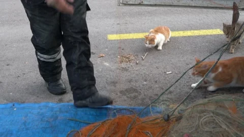 The fisherman is pulling fish out of the net Stock Footage 234618544