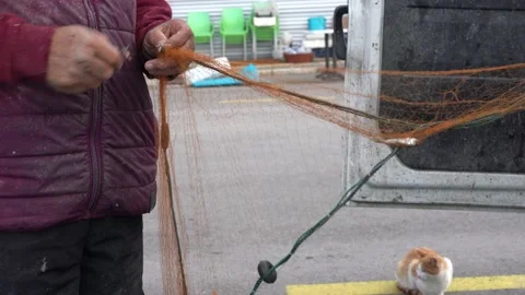 The fisherman is pulling fish out of the net Stock Footage 234618584