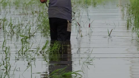 A fisherman is pulling a fishing net Stock Footage 314590148