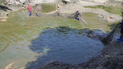 Fisherman Pulling Net and Gather River Fish Stock Footage 68100982