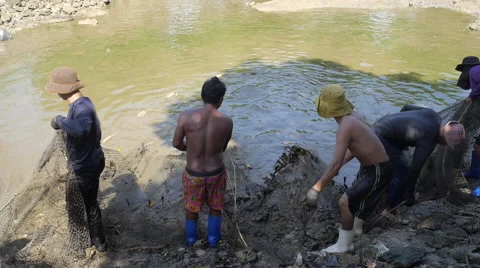 Fisherman Pulling Net and Gather River Fish Stock Footage 68101048