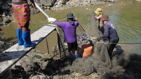 Fisherman Pulling Net and Gather River Fish Stock Footage 68101549