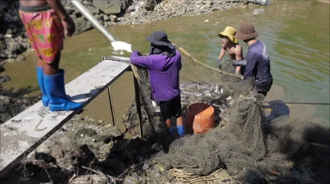 Fisherman Pulling Net and Gather River Fish Stock Footage 68379104