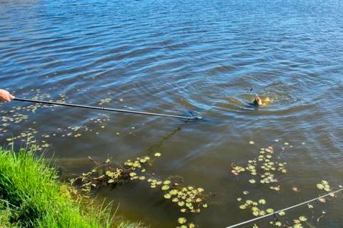 Fisherman pulls a caught carp out of the river Stock Photos