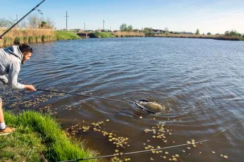 Fisherman pulls a caught carp out of the river Stock Photos