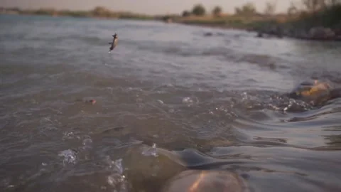The fisherman pulls the fish caught on the line out of the water Stock Footage 157041100