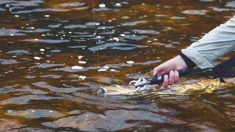 Fisherman pulls a huge trout Stock Footage 80281063