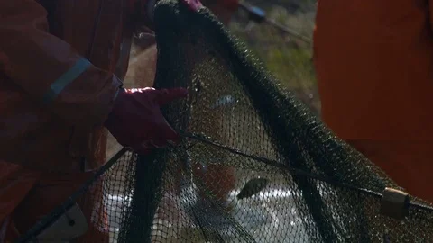 The fisherman pulls the net Stock Footage 77827203