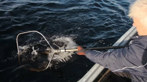 A fisherman pulls a pike out of the lake and places it in a special net Video stock 140791211