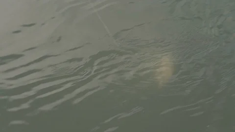 Fisherman pulls predatory fish on a spinning close up in slow motion Stock Footage 127329922