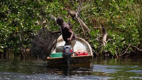 FISHERMAN PUT CAGE IN THE RIVER FOR CRABS CATCH BLACK RIVER JAMAICA 4K 스톡 동영상 83516144