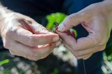 The fisherman puts the worm on the hook Stock Photos