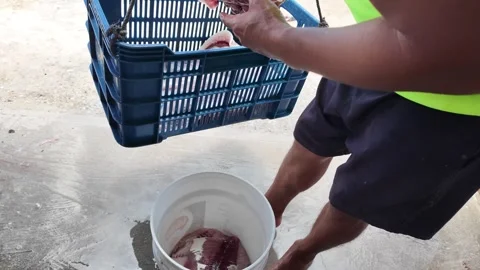 Fisherman putting fresh fish fillets into a red bucket close up Stock Footage 337264385