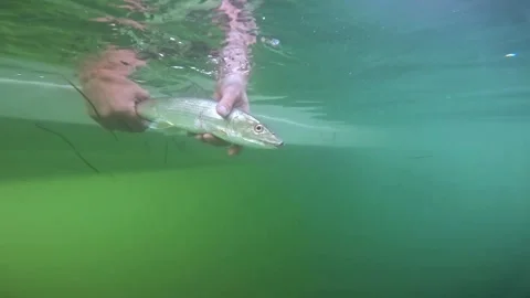 Fisherman releases a bonefish, underwater view Stock Footage 300852929