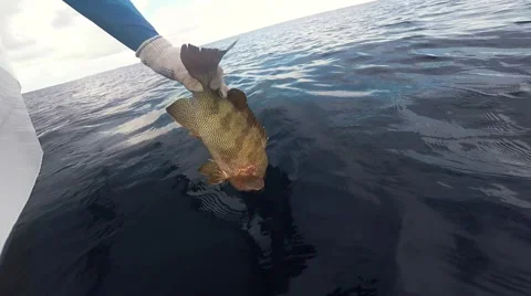 Fisherman Releasing Grouper Into The Ocean Stock Footage 59299877