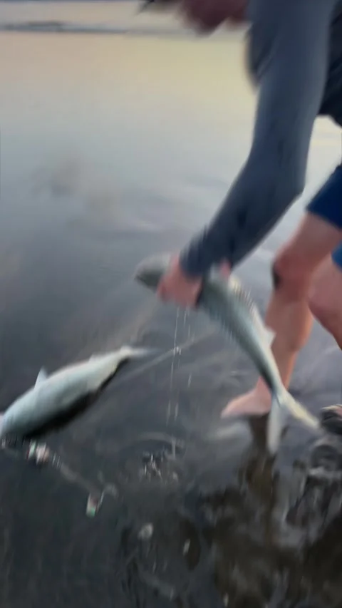Fisherman removes hook from fish at beach, Karekare, Auckland, New Zealand Stock Footage 331229709
