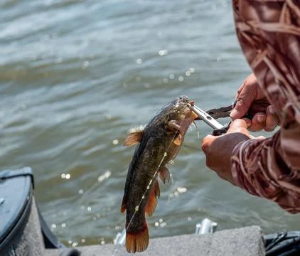 Fisherman removing the hook from a catfish using pliers. Stock Photos
