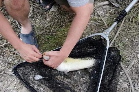 Fisherman Removing Hook on the Ground Stock Photos