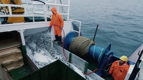 Fish in a fishing trawl: as the net bag , Stock Video