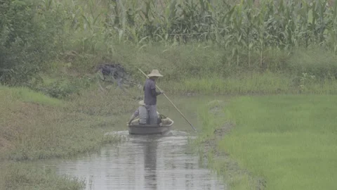 Fisherman rowing small boat in narrow waterway through lotus pond Stock-Footage 343584516