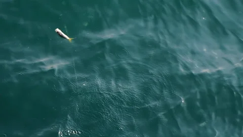 Fisherman off-screen pulls small fish out of the water on fishing line. Closeup Video stock 250393643