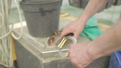 Fisherman securing lobsters claw in small fishing boat Stock Footage 58429999