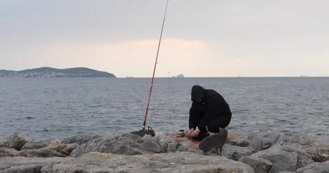 Fisherman sharing catch with stray cats on Istanbul seaside at dusk Stock Footage 321035806