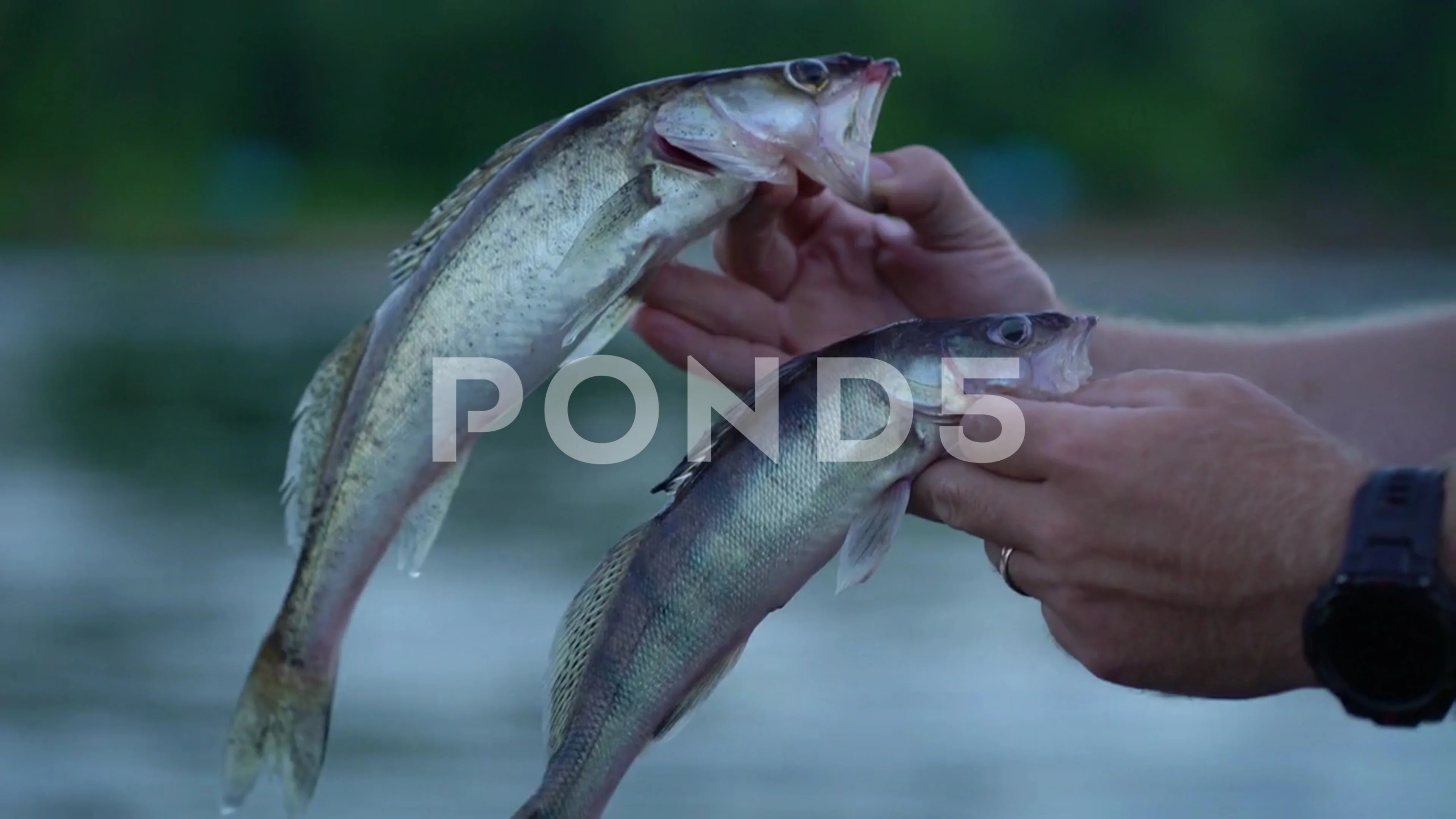 Fisherman Watches Fishing Rod Float Pulls Rod River Water Caught Fish -  Stock Video