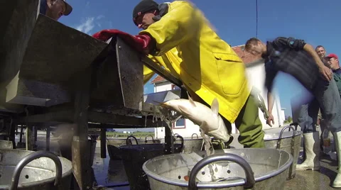 Fisherman Sorting Fish at Commercial Fish Pond Stock Footage 47093805