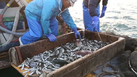 A fisherman sorting the fish Stock Footage 161936446