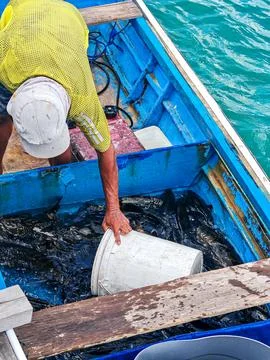 Fisherman Sorting Fresh Catch in Blue Wooden Boat Stock Photos
