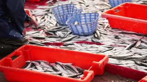 Fisherman Sorting Fresh Catch into Red and Blue Baskets on Boat Deck Stock Footage 310393791