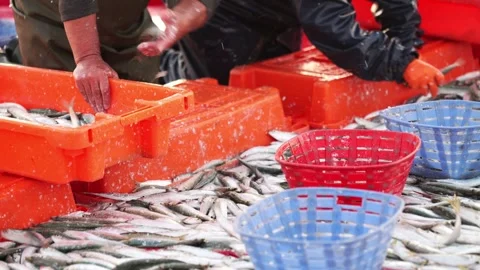 Fisherman Sorting Fresh Catch into Red and Blue Baskets on Boat Deck Stock Footage 310394460