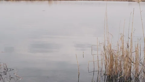 Fisherman spinning fish on the river - view on the water Stock Footage 128656557