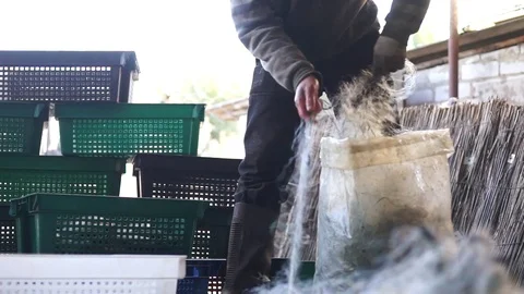 Fisherman take the fish from the net Stock Footage 85026468