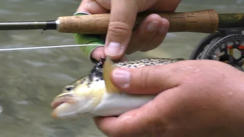 Fisherman takes out fish hook and lets trout into water Video stock 101529095