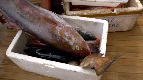 Fisherman taking amberjack fresh fish from a styrofoam box. Stock Footage 148102476