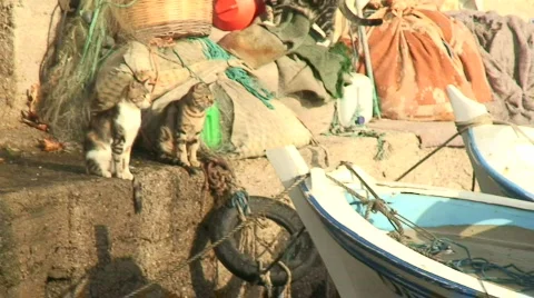 Fisherman taking fish from net Stock Footage 288575