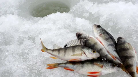 The fisherman throws the fish onto the ice. Stock Footage 152313026