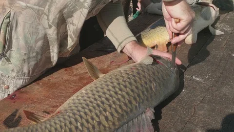Fisherman tries to kill large wild carp by knife on a big table near river Stock Footage 124633333