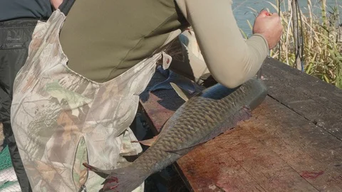 Fisherman tries to kill large wild carp by knife on a big table near river Stock Footage 124633346