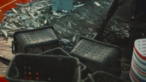 Fisherman unloading a large catch of fish on a boat deck Stock Footage 336310415