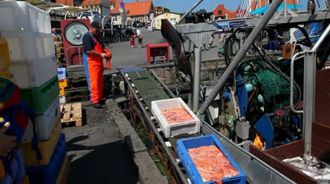 Fisherman weighing his cod roe Stock Footage 25562653
