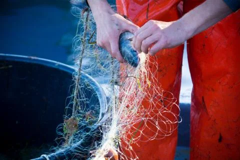 Fisherman while cleaning the fishnet from the fish Stock Photos