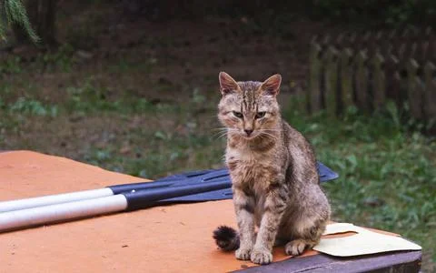 A fisherman's cat is sitting on a rustic table, paddles are lying next to it, 스톡 사진